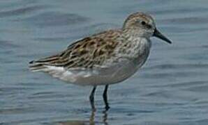 Semipalmated Sandpiper