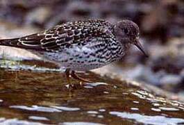 Purple Sandpiper