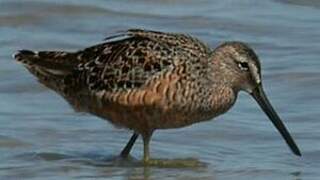 Short-billed Dowitcher