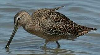 Short-billed Dowitcher