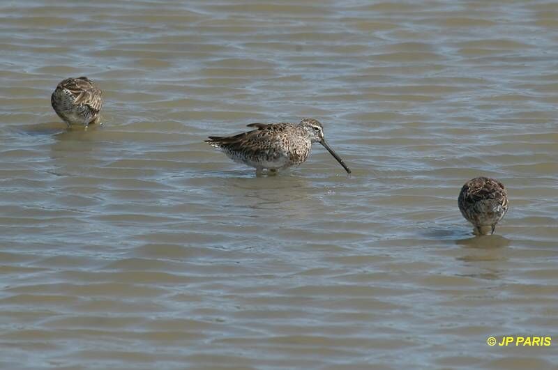 Long-billed Dowitcher