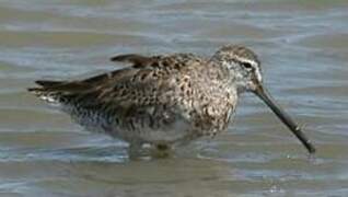 Long-billed Dowitcher