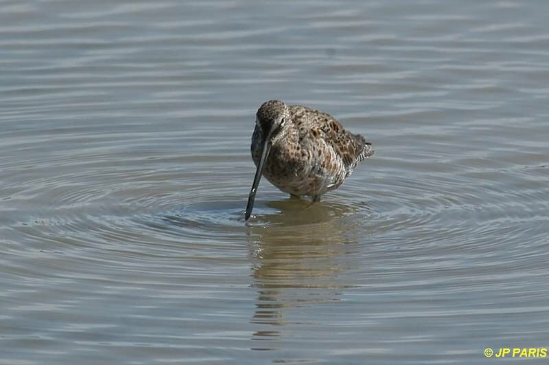 Long-billed Dowitcher