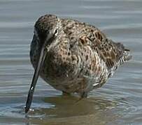 Long-billed Dowitcher