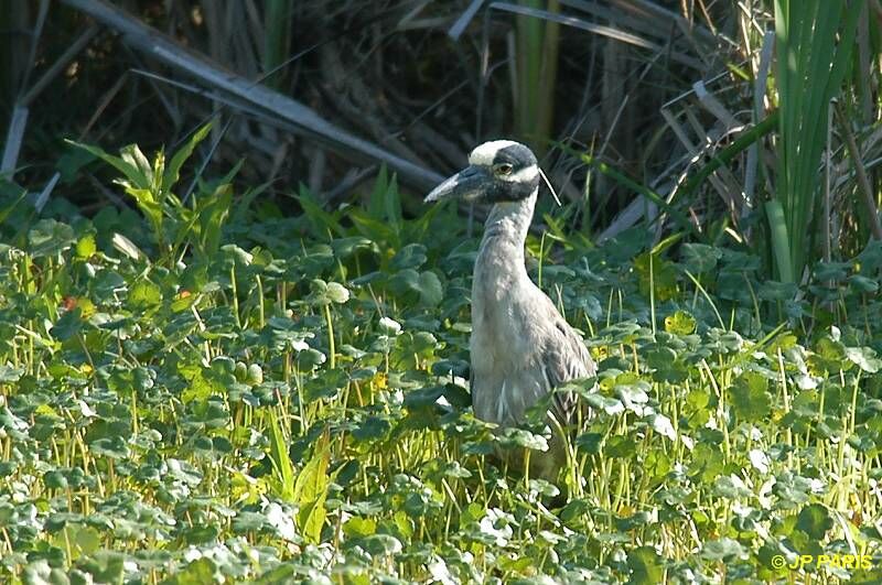 Yellow-crowned Night Heron