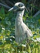 Yellow-crowned Night Heron