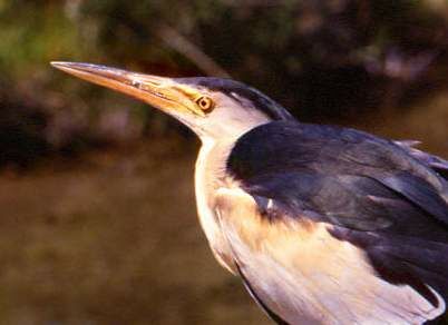 Little Bittern