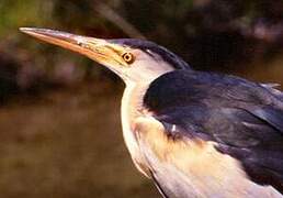 Little Bittern