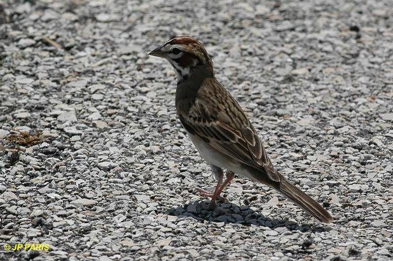 Bruant à joues marron