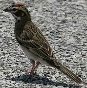 Lark Sparrow