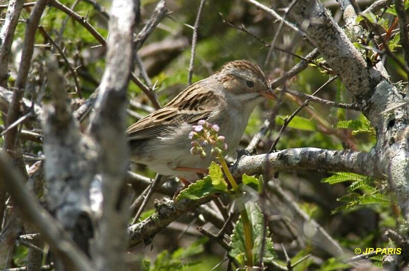 Clay-colored Sparrow