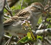 Bruant des plaines