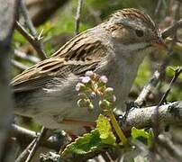 Clay-colored Sparrow