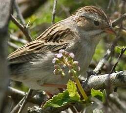 Bruant des plaines