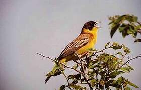 Black-headed Bunting