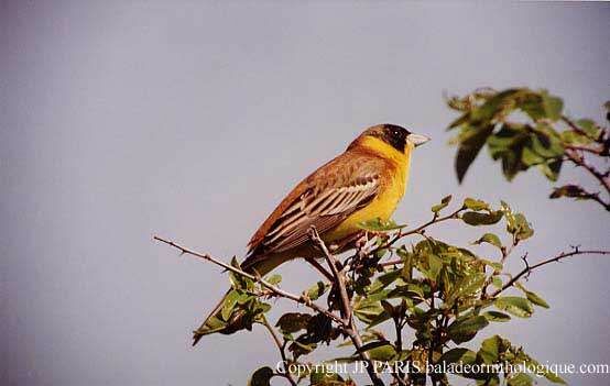 Black-headed Bunting