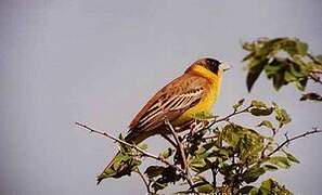 Black-headed Bunting