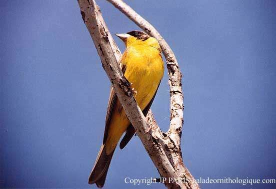 Black-headed Bunting