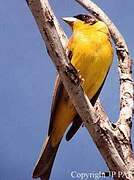 Black-headed Bunting