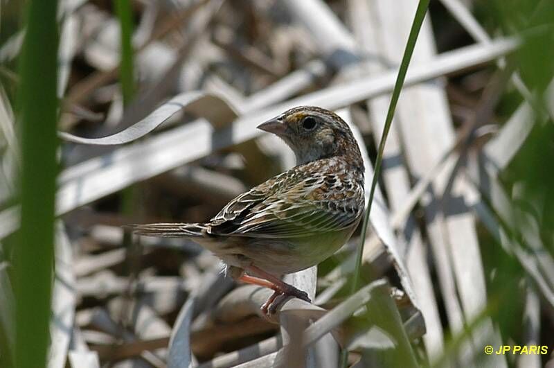 Grasshopper Sparrow