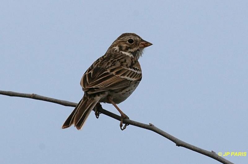 Vesper Sparrow