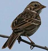 Vesper Sparrow