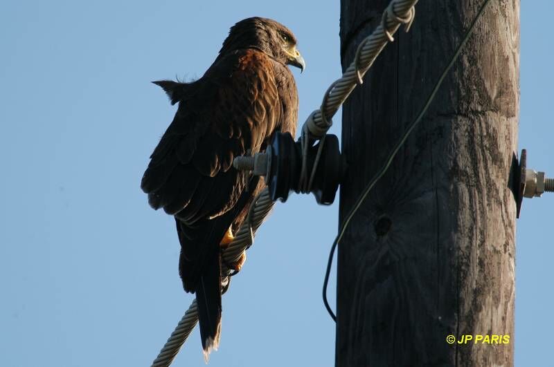 Harris's Hawk