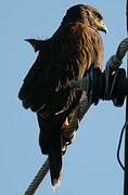 Harris's Hawk