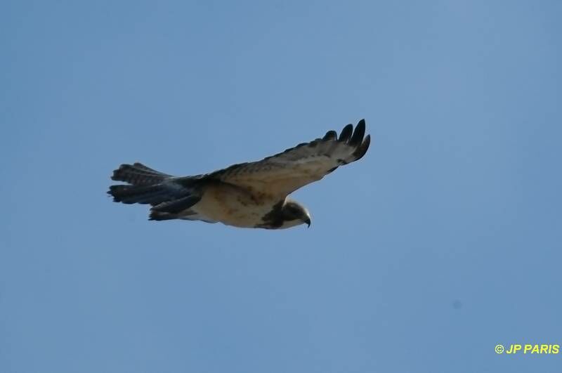 Swainson's Hawk