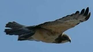 Swainson's Hawk