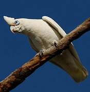 Western Corella