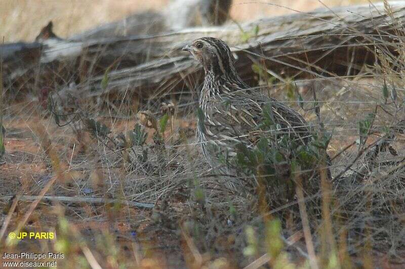 Caille des chaumes, identification