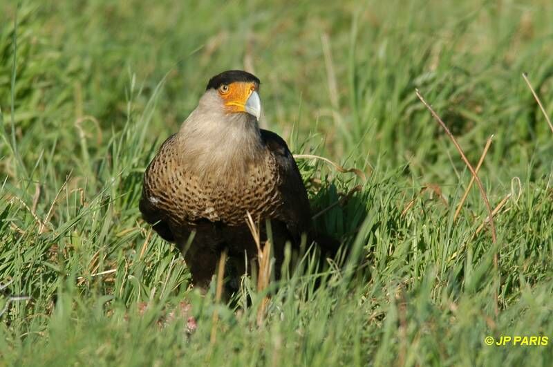 Caracara huppé