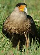 Caracara huppé