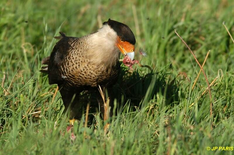 Crested Caracara