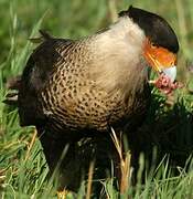 Caracara huppé