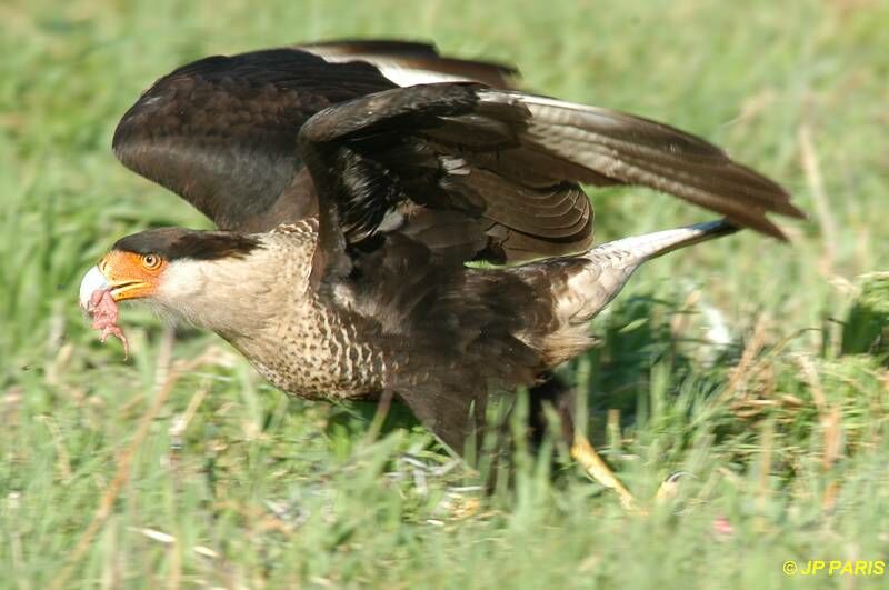 Crested Caracara