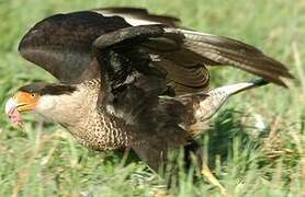 Caracara huppé