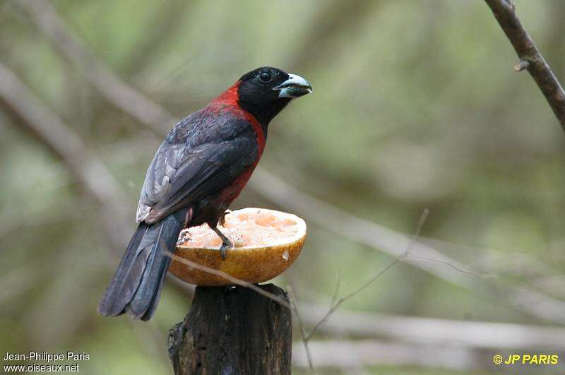 Cardinal à collier