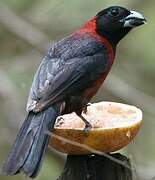 Crimson-collared Grosbeak