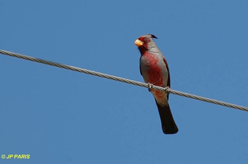 Pyrrhuloxia