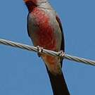 Cardinal pyrrhuloxia