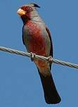 Cardinal pyrrhuloxia