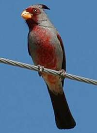 Cardinal pyrrhuloxia