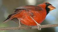 Cardinal rouge