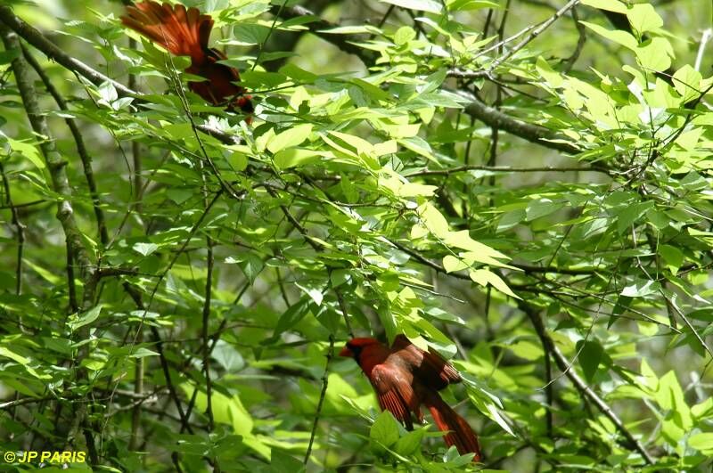 Cardinal rouge