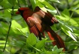 Cardinal rouge