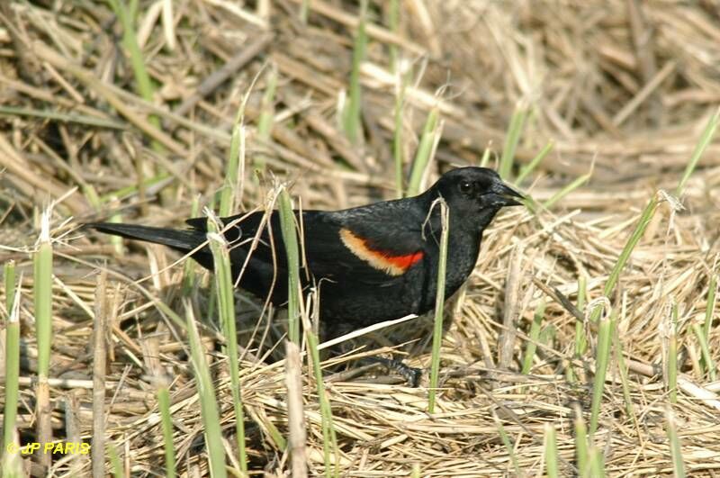 Red-winged Blackbird