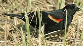 Red-winged Blackbird