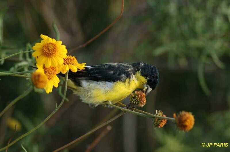 Lesser Goldfinch